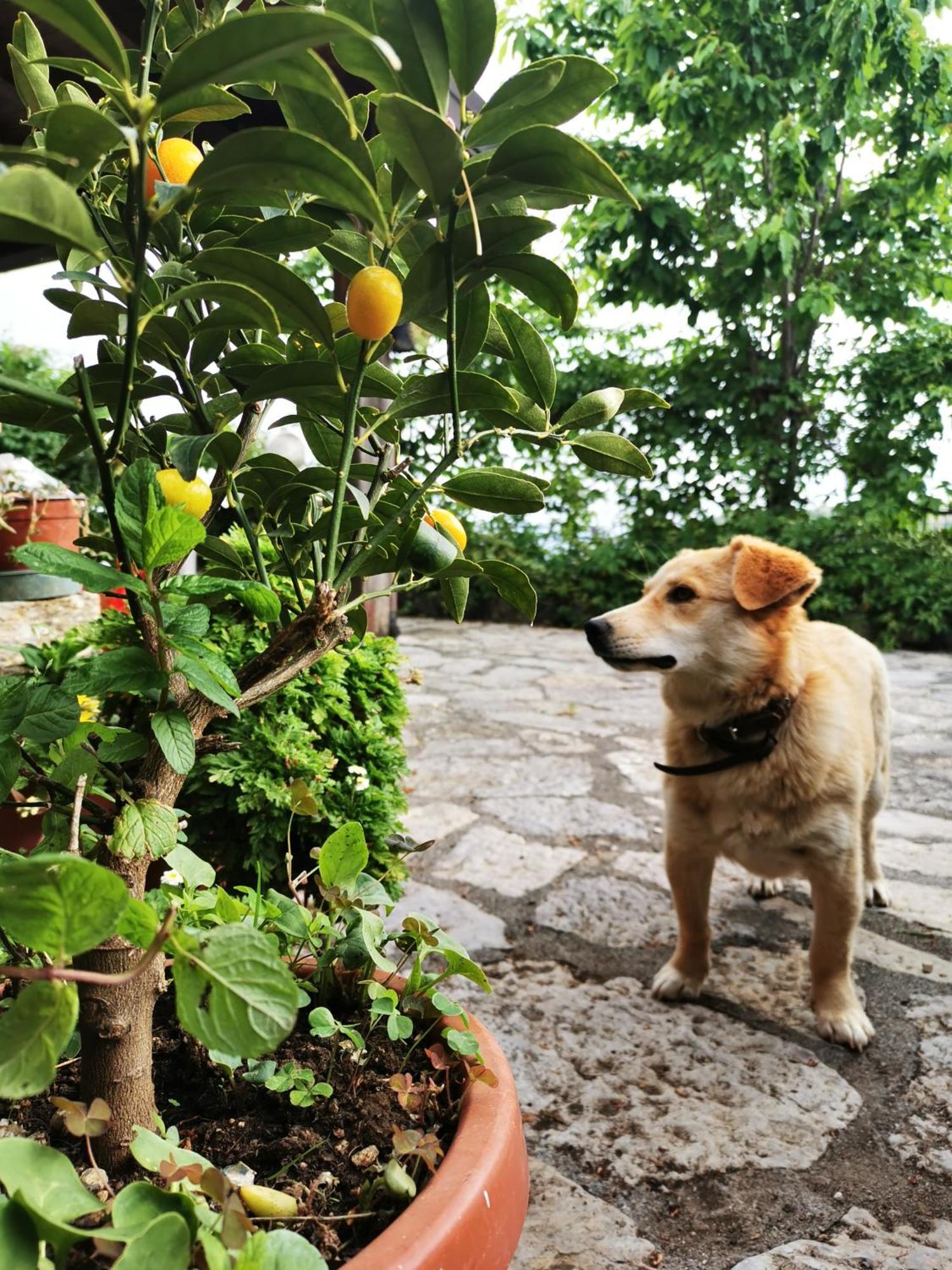 Agriturismo Donna Bianca Mormanno Exteriér fotografie